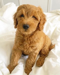 Mini goldendoodle puppies available for sale