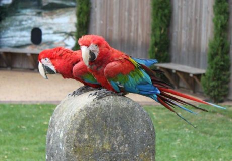 Scarlet macaw parrots available for sale