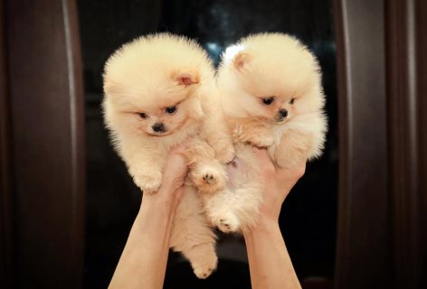 Healthy pomeranian puppies for sale