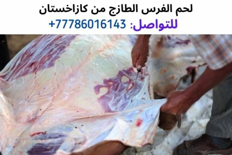  لحم الفرس من كازاخستان، واتساب للتواصل:  0077786016143 2