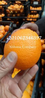 البرتقال الطازج