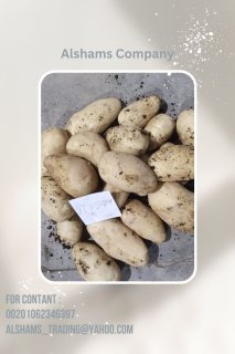 fresh potatoes 4