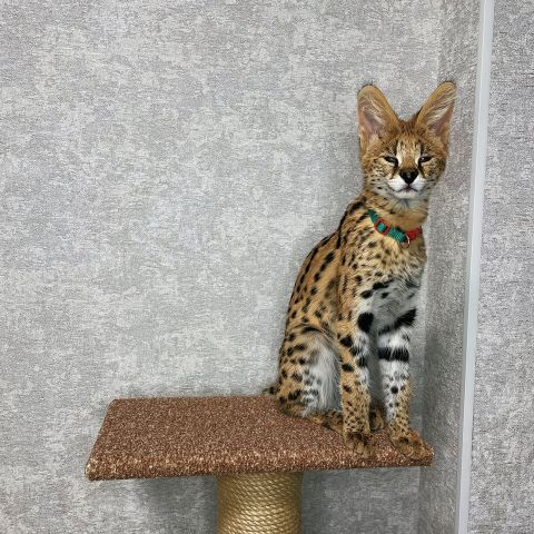 chatons serval , savannah et caracal disponibles 