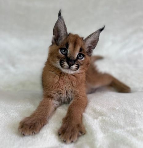 chatons serval , savannah et caracal disponibles  2