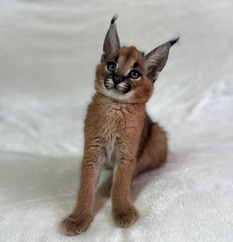 chatons serval , savannah et caracal disponibles  3