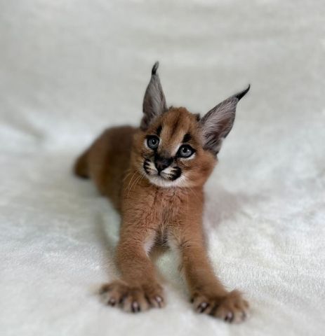 chatons serval , savannah et caracal disponibles  4