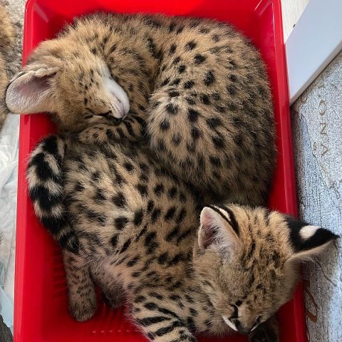 chatons serval , savannah et caracal disponibles  5