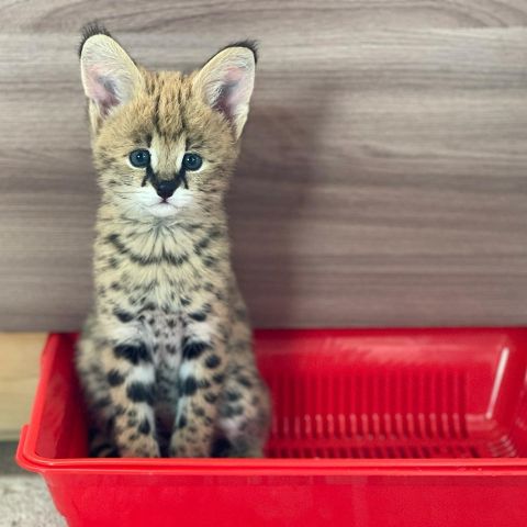 chatons serval , savannah et caracal disponibles  6