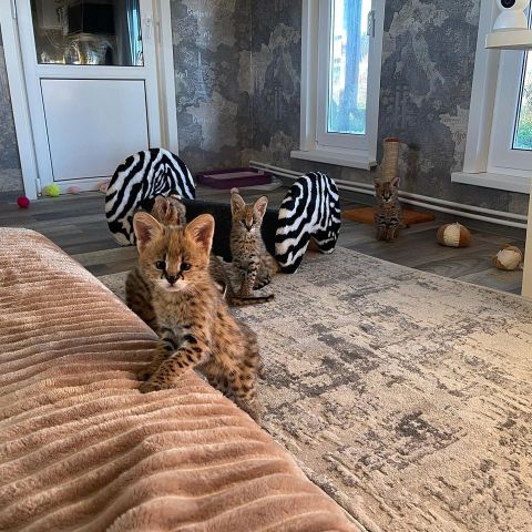 chatons serval , savannah et caracal disponibles  7
