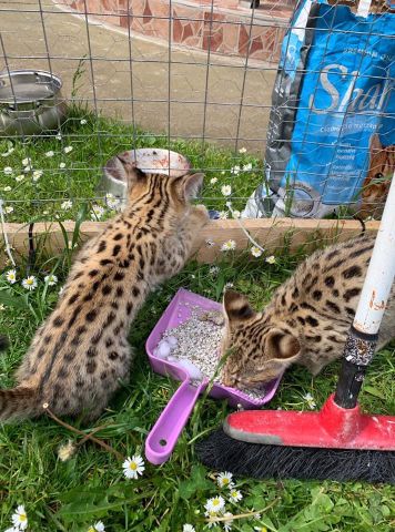 chatons serval , savannah et caracal disponibles  8