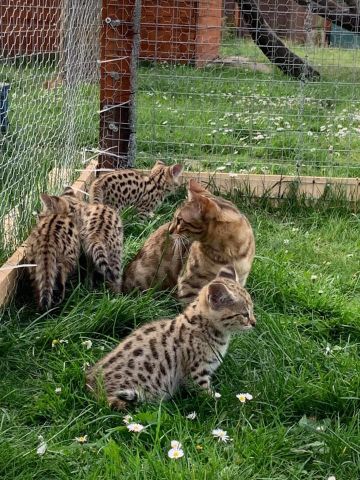 chatons serval , savannah et caracal disponibles  9