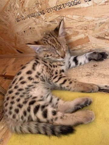 chatons serval , savannah et caracal disponibles  10