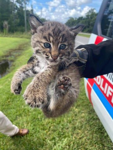 chatons serval et lynx disponibles  2