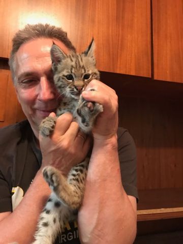 chatons serval et lynx disponibles  3