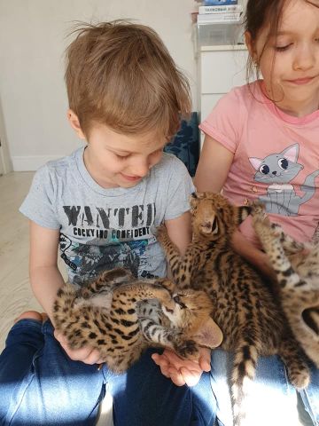chatons serval et lynx disponibles  5