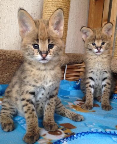 chatons serval et lynx disponibles  7