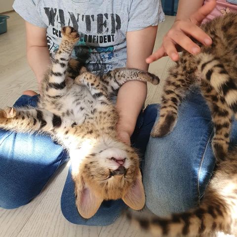 chatons serval et lynx disponibles  8