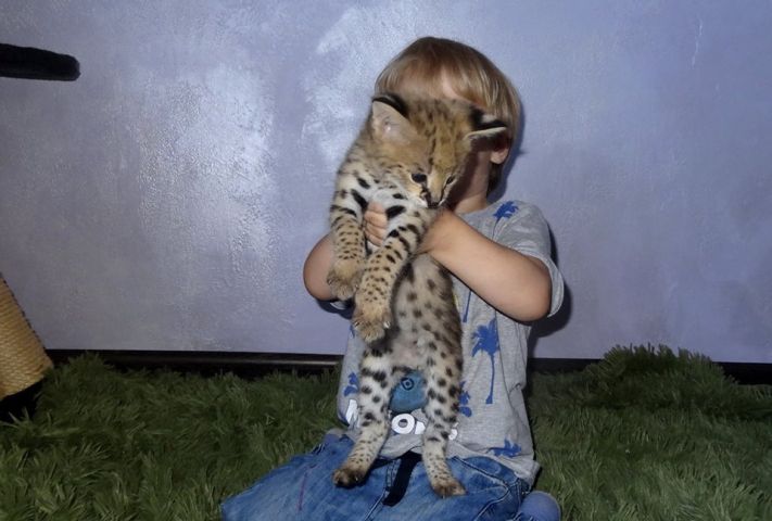 chatons serval et lynx disponibles  9