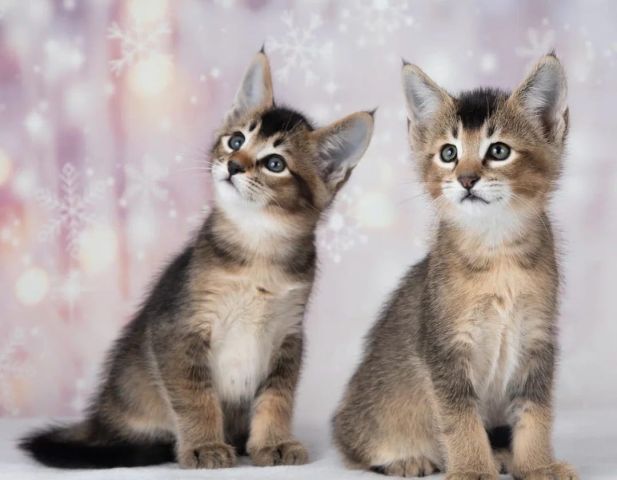 chatons caracat F1 F2 F3 F4 F5