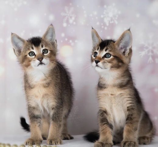 chatons caracat F1 F2 F3 F4 F5 2