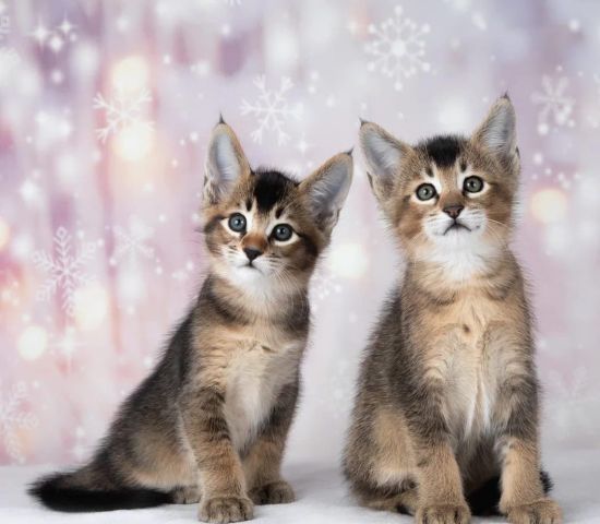 chatons caracat F1 F2 F3 F4 F5 3