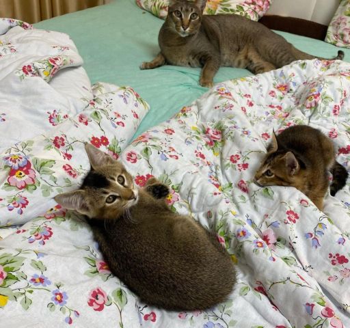chatons caracat F1 F2 F3 F4 F5 4