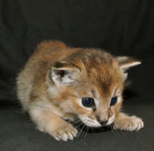 chatons caracat F1 F2 F3 F4 F5 5