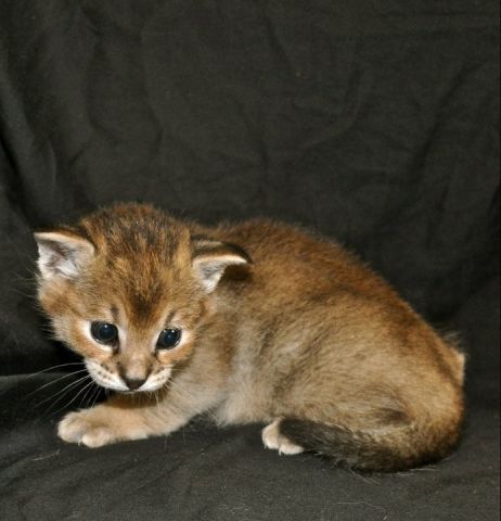 chatons caracat F1 F2 F3 F4 F5 6
