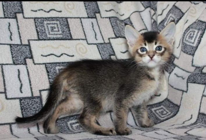 chatons caracat F1 F2 F3 F4 F5 7