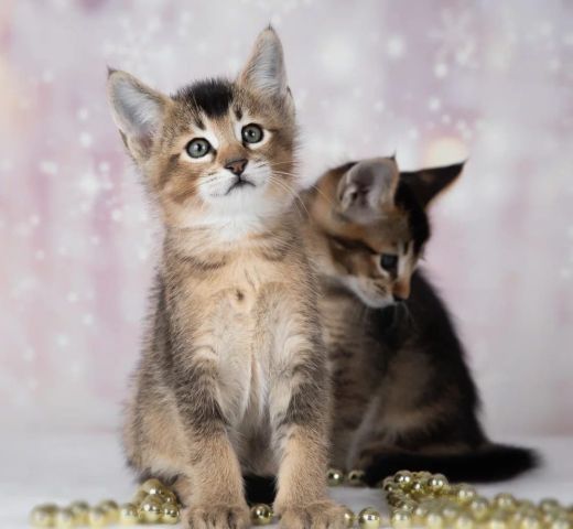 chatons caracat F1 F2 F3 F4 F5 8