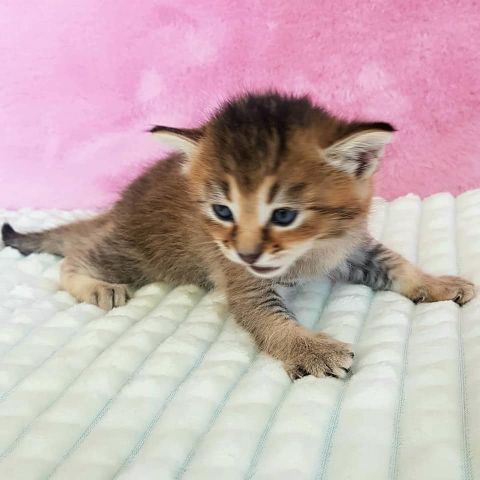 chatons caracat F1 F2 F3 F4 F5 9