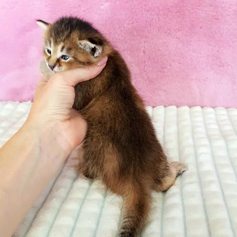 chatons caracat F1 F2 F3 F4 F5 10