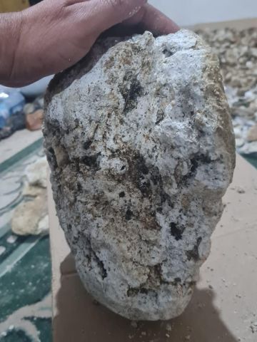 عنبر الحوت 