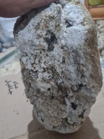 عنبر الحوت  2