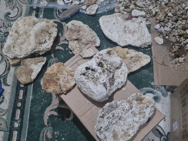 عنبر الحوت  3