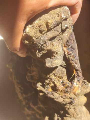 عنبر الحوت  8