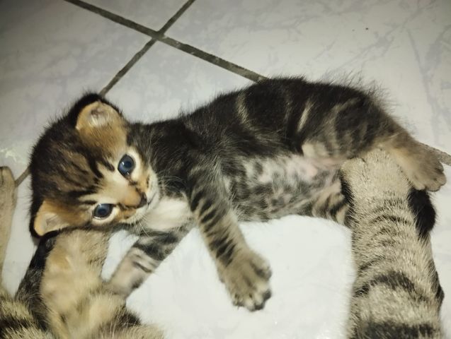 adoption gratuite : M.Big ????