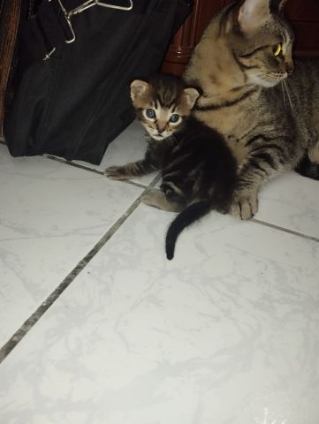adoption gratuite : M.Big ???? 2