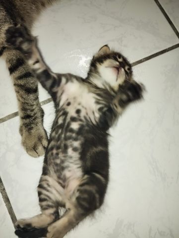 adoption gratuite : M.Big ???? 3