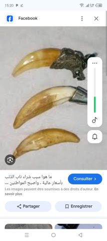 ناب الذئب وناب الضبع