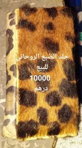 ناب الذئب وناب الضبع 2