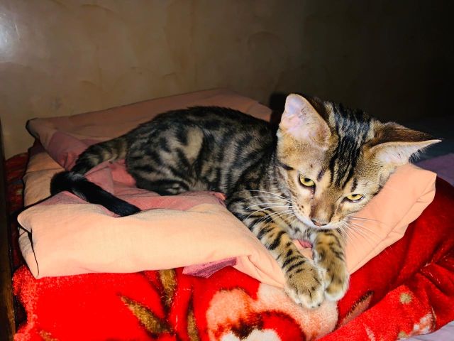 Chat bengal 2