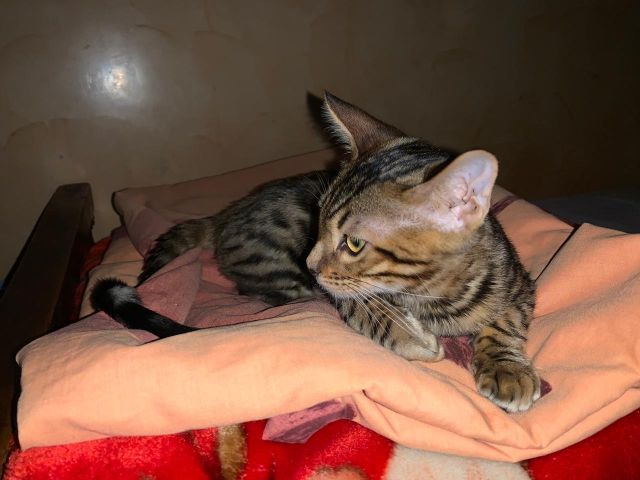 Chat bengal 3