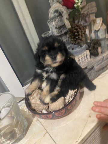 Bichons Havanais