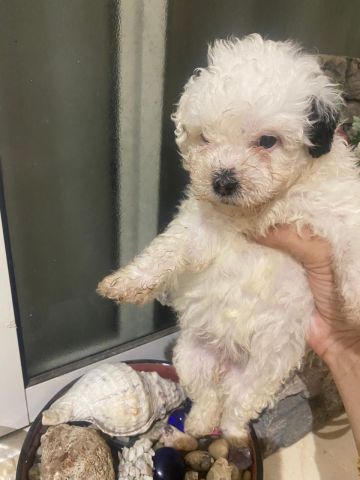 Bichons Havanais 2
