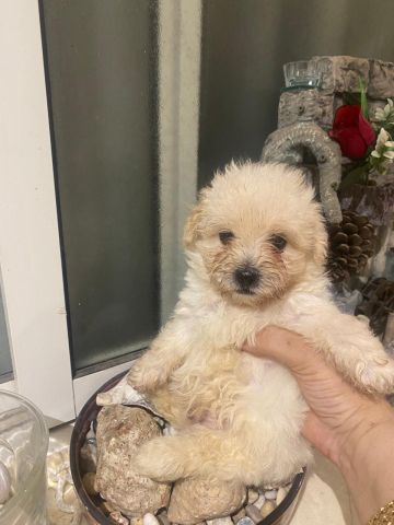 Bichons Havanais 3
