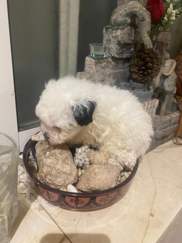 Bichons Havanais 4