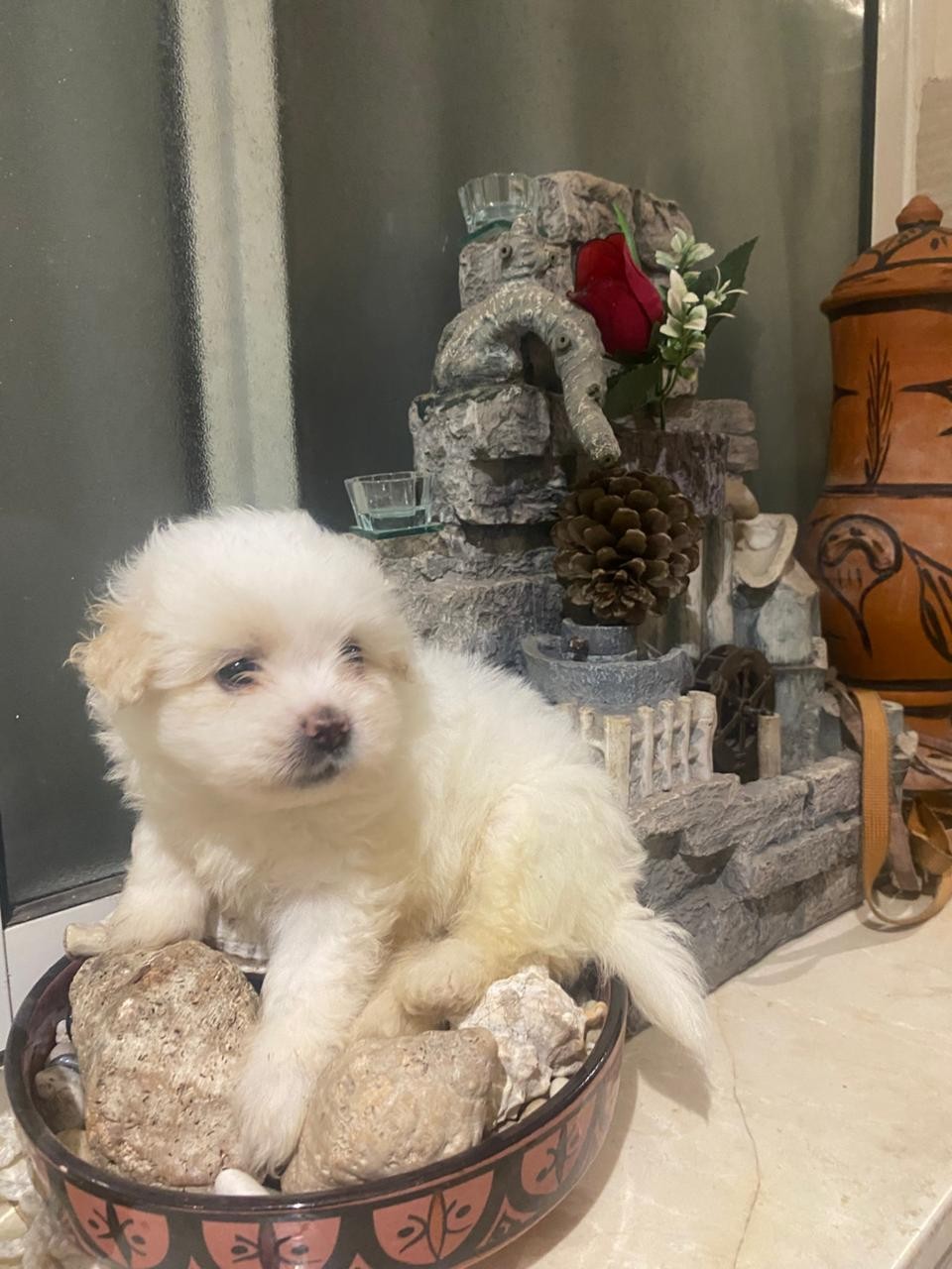 Bichons Havanais