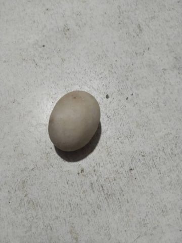 احجار نيزك للبيع  4