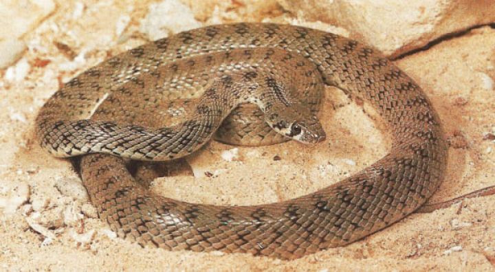 أفعى الصياد غير سام للبيع 